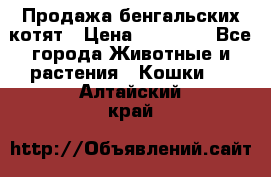 Продажа бенгальских котят › Цена ­ 20 000 - Все города Животные и растения » Кошки   . Алтайский край